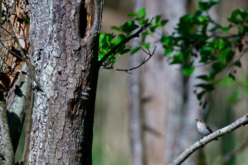Grauschnäpper (Muscicapa striata) an seiner Nisthöhle	