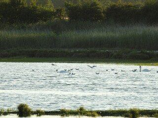 Birds on the lagoon