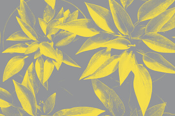 Hosta-Blätter-Muster in trendigen 2021 neuen Farben. Leuchtendes Gelb und ultimatives Grau. Farbe des Jahres 2021. Tapete mit Sommerpflanzen © kseniaso