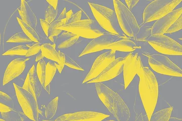 Hosta-Blätter-Muster in trendigen 2021 neuen Farben. Leuchtendes Gelb und ultimatives Grau. Farbe des Jahres 2021. Tapete mit Sommerpflanzen © kseniaso