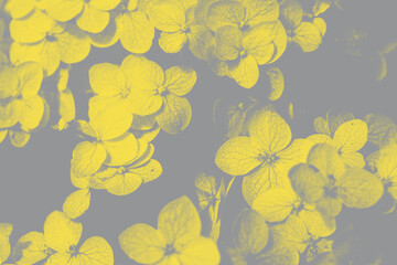 inflorescence of hydrangea in trendy 2021 new colors background close up. Flowering hydrangea, pastel color. Illuminating Yellow and Ultimate Gray. Color of the Year 2021