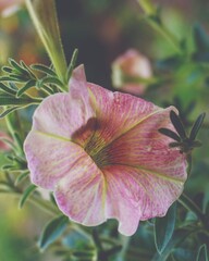 photo of artistic pink petunia flowers in the garden