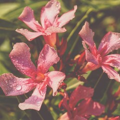 photo of artistic pink nerium oleander flowers in the garden