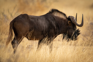 Black wildebeest stands with grass in foreground