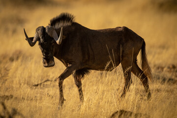 Black wildebeest walks across grass turning head - obrazy, fototapety, plakaty