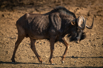 Black wildebeest walks across bare rocky ground