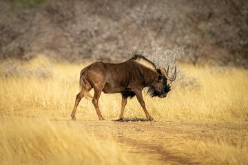 Naklejka na ściany i meble Black wildebeest walks across track in profile