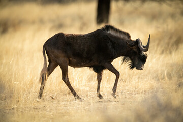 Black wildebeest walks across savannah past tree