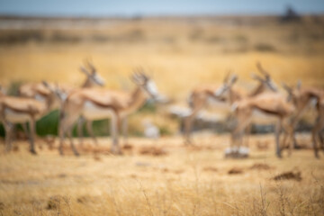 Fototapeta na wymiar Blurred herd of springbok stand by waterhole