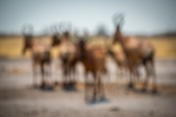 Blurred red hartebeest stand in salt pan