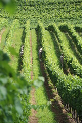 Obraz premium vineyards in the Vale dos Vinhedos