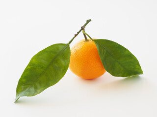 日本のみかんを白背景で