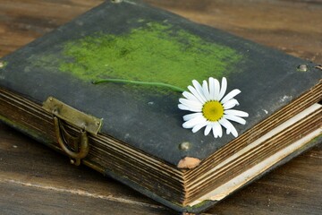 Chamomile flower on an old book on a wooden background close-up
