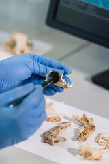 Closeup of archaeologist working in natural research lab. Laboratory assistant cleaning animal bones. Close-up of hands in gloves and ancient skull. Archaeology, zoology, paleontology and science.