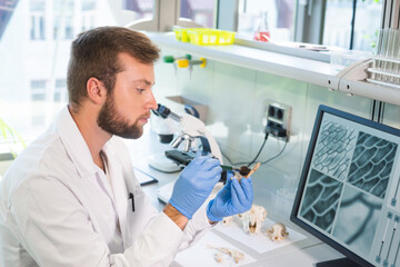 Archaeologist working in natural research lab. Laboratory assistant cleaning animal bones....