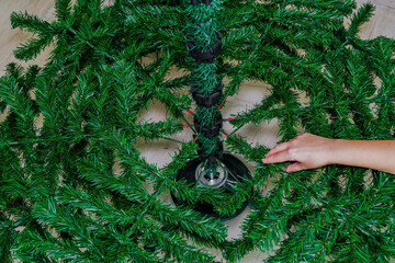 Assembling green Christmas tree inside house. Female hand adding artificial branches to shape a...