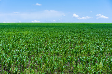 Fototapeta na wymiar Green corn field stretching beyond the horizon