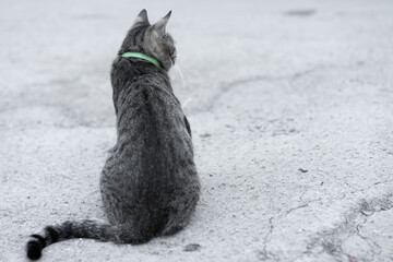 A cat with a flea collar sits on the street