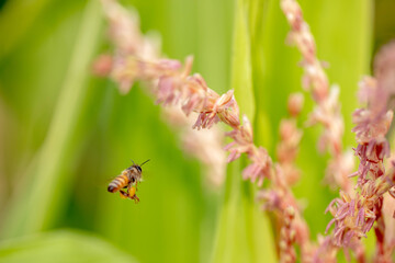 Bee flying with beautiful flowers