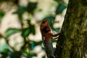 The oriental garden lizard, eastern garden lizard, bloodsucker is an agamid lizard found widely distributed in indo-Malaya. It has also been introduced in many other parts of the world.