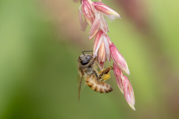 Bee flying with beautiful flowers