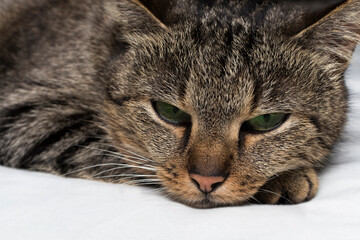 Portrait of a cat Scottish Straight closeup isolated on white background