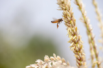 Bee flying with beautiful flowers