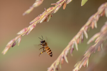 Bee flying with beautiful flowers