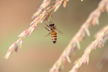 Bee flying with beautiful flowers