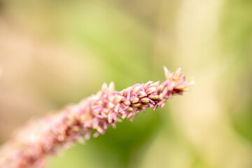 Bee flying with beautiful flowers