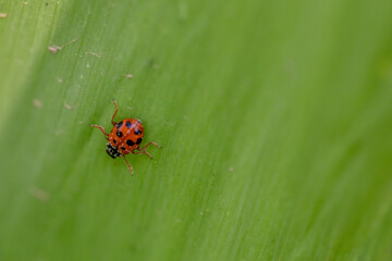 ladybug close-up 