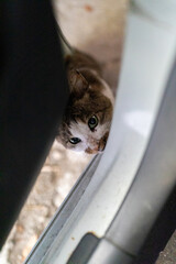 A cat peeking through a gap in the door