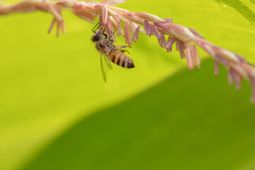 Bee flying with beautiful flowers