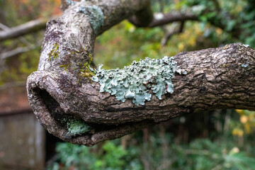 Tree branch with green moss
