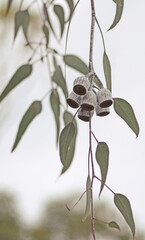 Large white gumnuts and grey green leaves of the Australian native Silver Princess, Eucalyptus caesia, family Myrtaceae. Endemic to Western Australia.