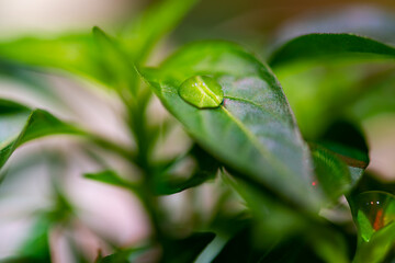 Drop of water on a leaf