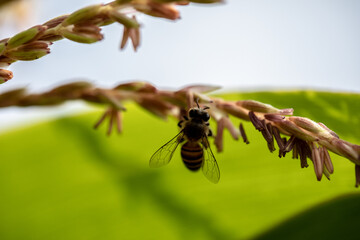 Bee flying with beautiful flowers