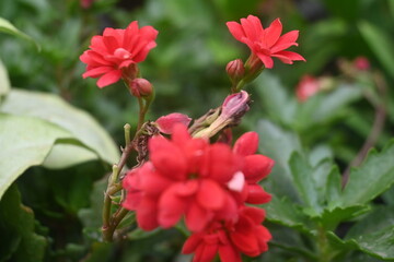 Flower closeup from a nursery