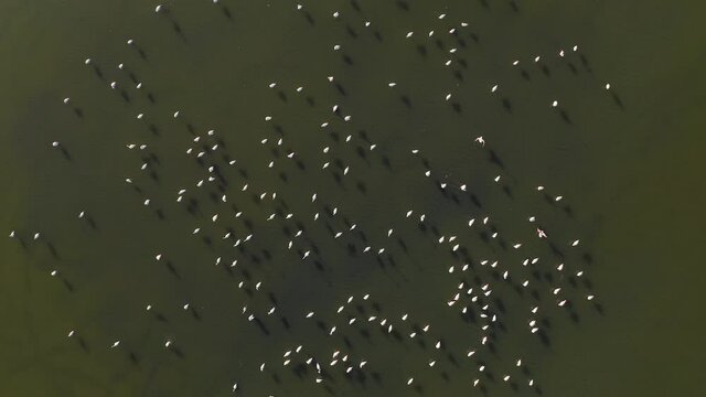 Flock of Flamingos resting in a shallow lagoon, Aerial image.
