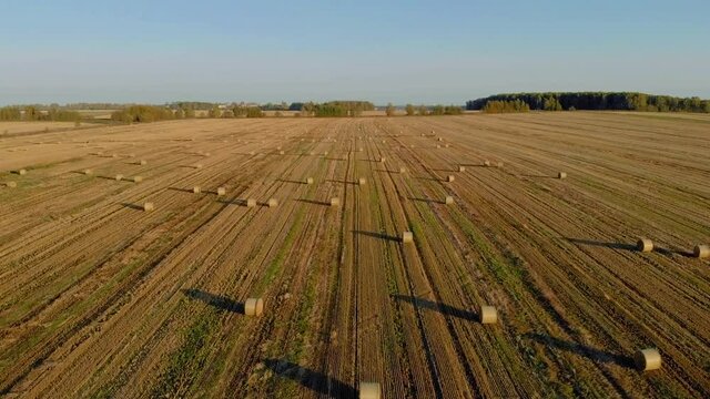 Drone flight over a field with  cylindrical haystacks in autumn after harvesting wheat. Evening view at sunset