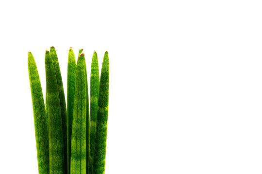 Sansevieria cylindrica on the left side isolated with white background and copy space, also called bogenhanf