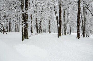 Serene winter landscape with snow covered trees in the park during heavy snowfall. 