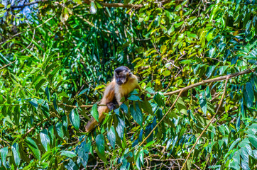 Monkey in the forest