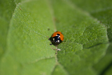 Petite coccinelle au creux d'une feuille
