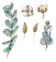 Watercolor isolated sets of flowers, blue eucalyptus, fluffy dried flowers and cotton.