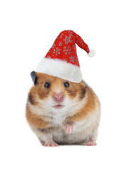 Syrian hamster in santa claus hat isolated on white background