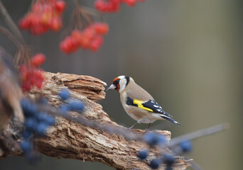 Stieglitz auf Futtersuche