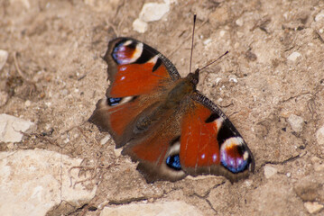Fototapeta na wymiar Papillon dans les dominantes de rouge