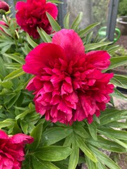 red dahlia flower in garden