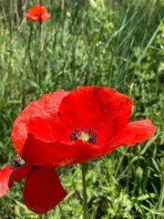 red poppy flower in the field